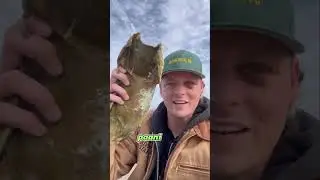 Man Finds a Mermaid&rsquo;s Purse on the Beach &ndash; A Rare Discovery! #shorts #animals