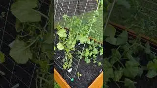 Let&rsquo;s help out my crowded plants #gardenbed #trellis #watermelon #cucumber #squash #zucchini #diy