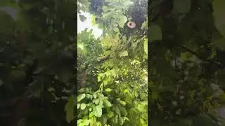 Beautiful nature # good morning # trees 🌲 # 🦅 # save nature 🙏🏻🙏🏻