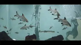 Dehradun Zoo || Uttarakhand || WWF Volunteers || Aquatic Animals || Sachin Badoni