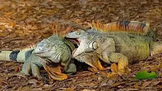 Snaring Giant Alpha Male Shooting Female iguana!! Exploring Crocodile TERRITORY!!