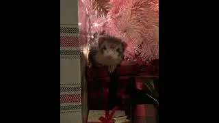 Happy Holidays from LegalizeFerrets.org