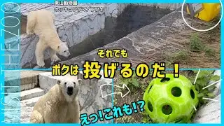 立て続けにおもちゃを上げてしまうフブキくん【それでもボクは投げるのだ】 #東山動物園  #ホッキョクグマ #フブキ