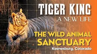 Tiger King Animals: Where Are They Now? | The Wild Animal Sanctuary, Colorado 🇺🇸