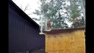 Keeping Turkeys off our Garage and DIY dog pen roof