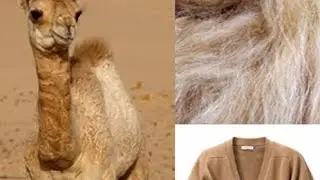 @Iwalkwithgod-v5y⁩&nbsp; John's clothing made of what material? Camel hair 🙏