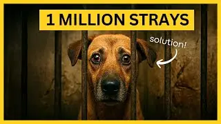 HERE&rsquo;S how to solve Delhi's Stray Dog Crisis ONCE & For ALL
