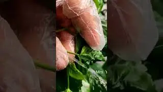 Control MealyBugs Scaly Bugs & Aphids. #mealybugs #scalybugs #aphids @MADGARDENER@Gardenup