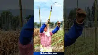 Growing peas: a day in the life of a pea farmer