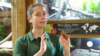 Breeding the stick insects - Cannon Hall Farm