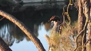 Folsom Bald Eagle - mom and baby with fish - p950 zoom ! from 2022
