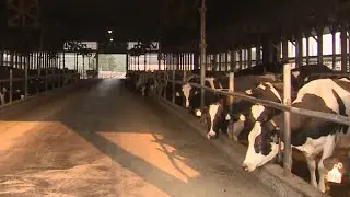 A look at how this CT farm will turn cow manure into clean, safe natural gas