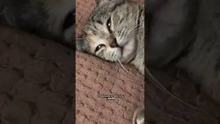 Кошачьи мечты 