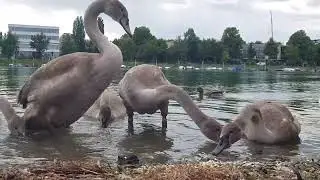 🎉Große 🦢Vogelparty🐤 in Konstanz - alle eingeladen...(Big bird🦆 party - everyone invited🎉)