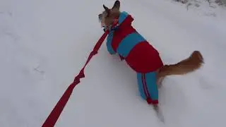 WE LOVE BINGO and the DOG SNOW SUIT