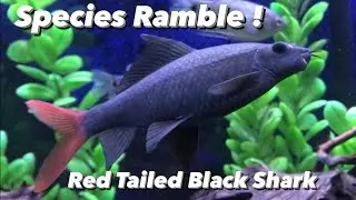 Species Ramble : Red Tail Shark