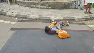 Evan's powerful skit sheds light on the harsh reality of stray dogs biting people. ----Evan UKG---