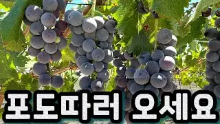 Kyoho Grapes, Evergreen Farm, CA.