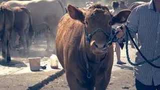 Highlights from the Great Yorkshire Show 2022