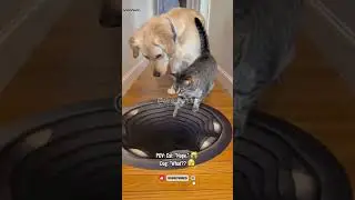 Cat Outsmarts Dog With Fake Hole Prank! #funny #pets #reaction