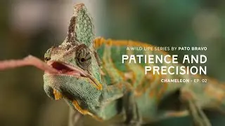 A wild life series by PATO BRAVO |  PATIENCE AND PRECISION  | Chameleon - EP 02