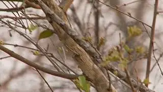 VineSnake