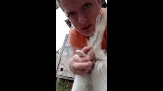 Beginner Goat Management: Assessment and Vital Signs