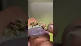 Unique Ring #cleaning #diamonds #peridot #garnet #jewellery #jewelry #satisfying