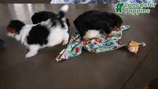 Precious Yorkshire Terrier Mix Puppies