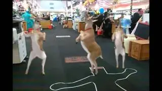Reindeers Gone Wild 🤣