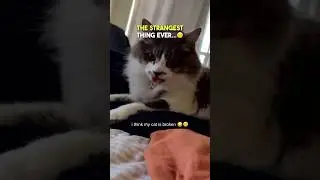 Ее кот глючит 😂😳