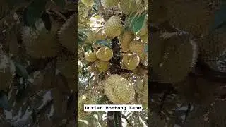 Durian Montong Kane #musimdurian #durian #durianmontong #buah #petanidurian #montongpalu