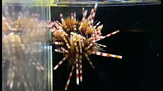 トックリガンガゼモドキ　 Banded sea urchin, Double spined urchin　Echinothrix calamaris