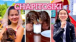 ЛУЧШИЕ РОЛИКИ ЧАПИТОСИКОВ II CHAPITOSIKI