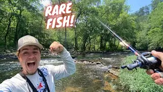 Exploring a Clear Canyon Creek in North Alabama