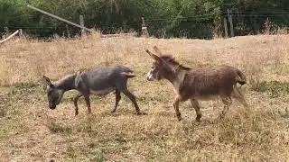 Quand Polyx&egrave;ne de Bel'&Acirc;ne rencontre une jeune et belle vierge pas effarouch&eacute;e...