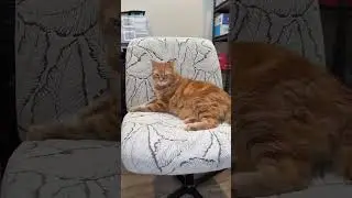 This waterproof chair cover is the perfect solution for keeping your criss cross chair in perfect