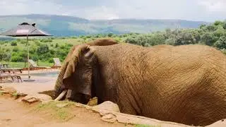 &ldquo;Elephant Memory Ka Science 🐘 | 1 Minute Jungle Fact&rdquo;