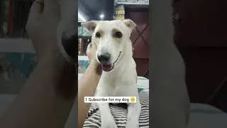 #trending #subscribe #explore #dog #usa #subscribe #streetdog #animals #shorts #shortsbuzz #views