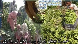 Banana market kela mandi Business of Pakistani Hindus