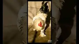 brama