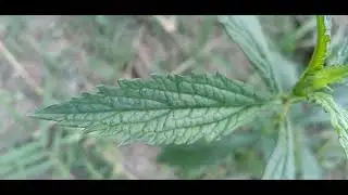 Verbena/(Verbena hastata) L. [Leitura na Descri&ccedil;&atilde;o]#plantas