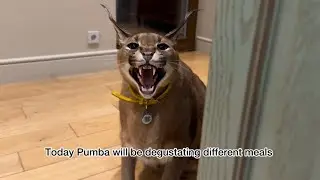 PUMBA TRIES DIFFERENT MEALS WATCH WHAT HAPPENS