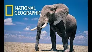 Super Senses: The Secret Power of Animals (Nat Geo)