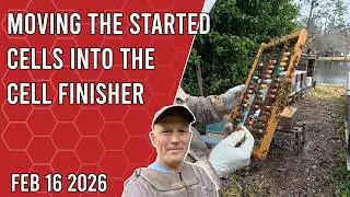 Moving the Started Queen Cells to the Queenright Cell Finisher - Jacksonville FL Zone 9b