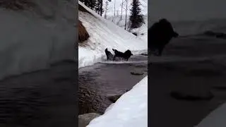 Massive Bear Tumbles Down Pine Forest Slope To River