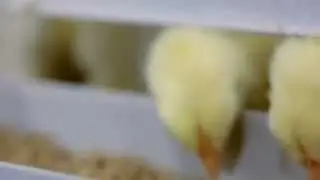 Newborn Chicks eating food.