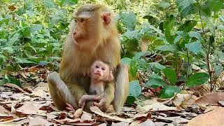 Monkey Lovely Family EP #6 #craft #monkkey #wildlife #ideas #fyp #marbles
