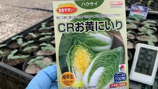 8月から始める白菜の種まき　病気に強い極早生ミニ白菜　20/8/4