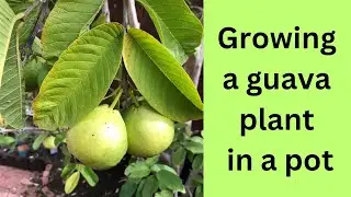 How to Grow Guava in a Pot | Complete Guide for Beginners